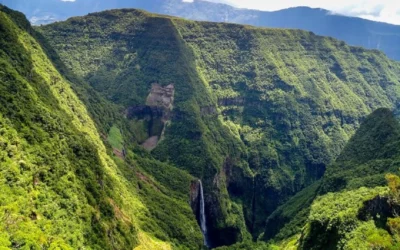 Visiter la Forêt de Bélouve à la Réunion